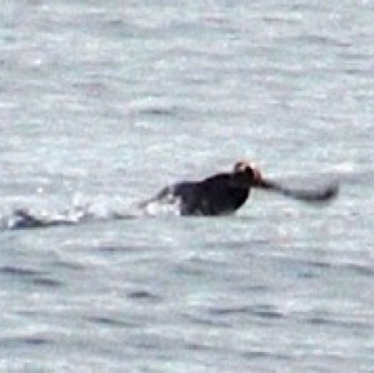 Screen Shot 2016-07-09 at 8.53.09 PM.jpg